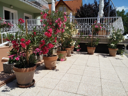 UDVAR- GARDEN - GARTEN