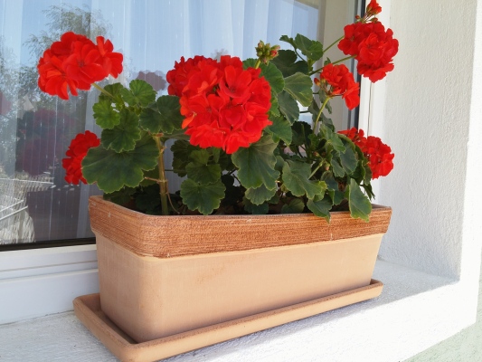 VIRÁG - FLOWER - BLUMEN