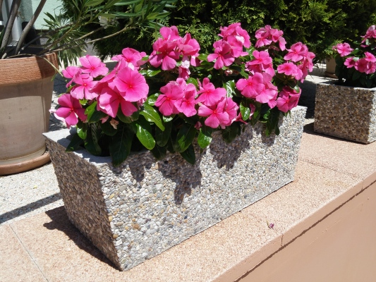 VIRÁG - FLOWER - BLUMEN